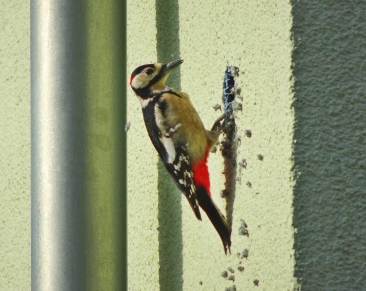 Why Woodpeckers Love Siding and How to Prevent Them from Destroying Your House