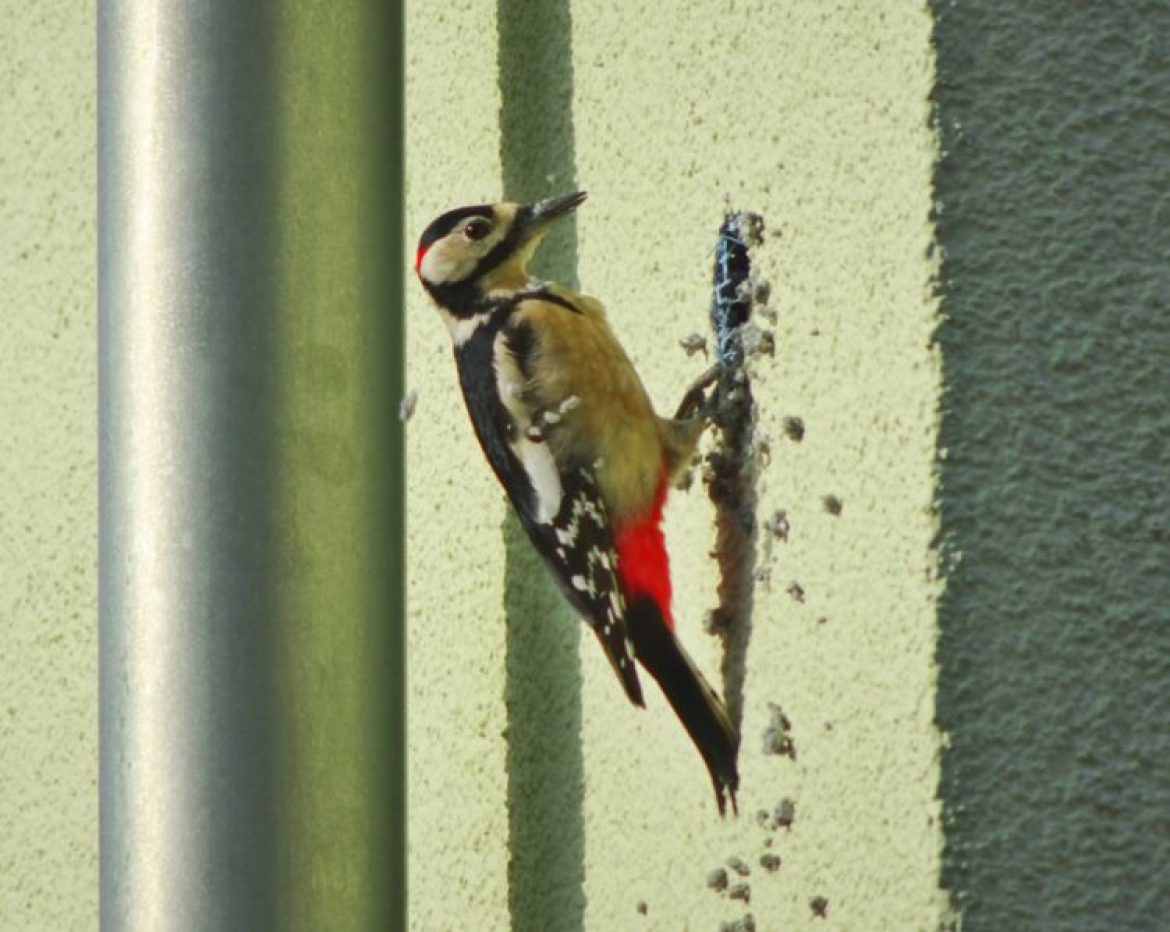 Why Woodpeckers Love Siding and How to Prevent Them from Destroying Your House